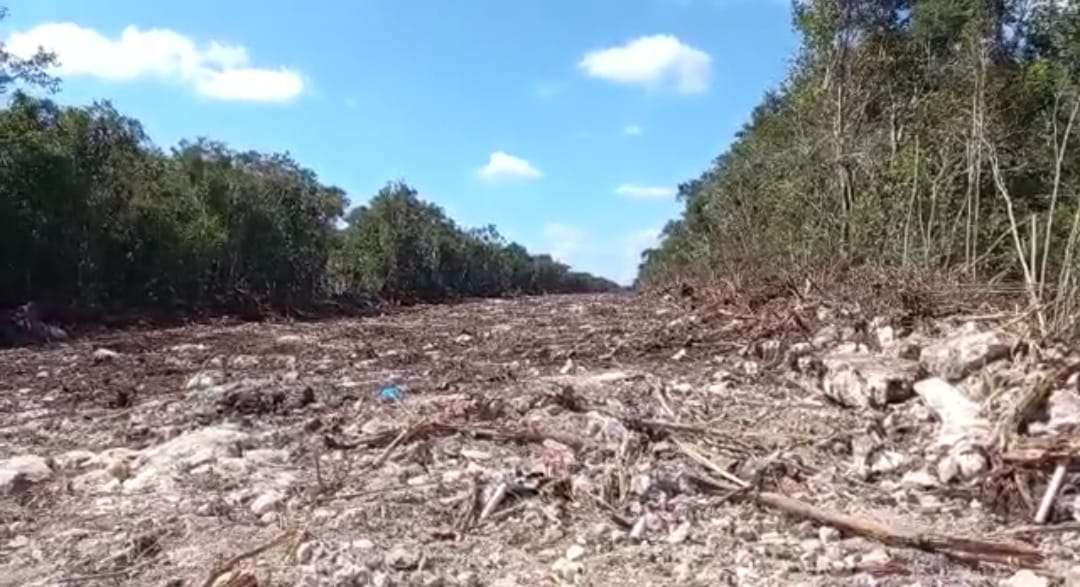 ECOCIDIO POR TREN MAYA, SEÑALAN ESPECIALISTAS - Periódico Sol Quintana ...